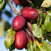 Prun Zuchella, Prunus Domestica