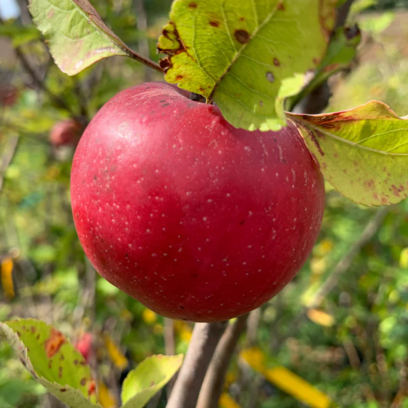 Mar Stayman, Malus Domestica