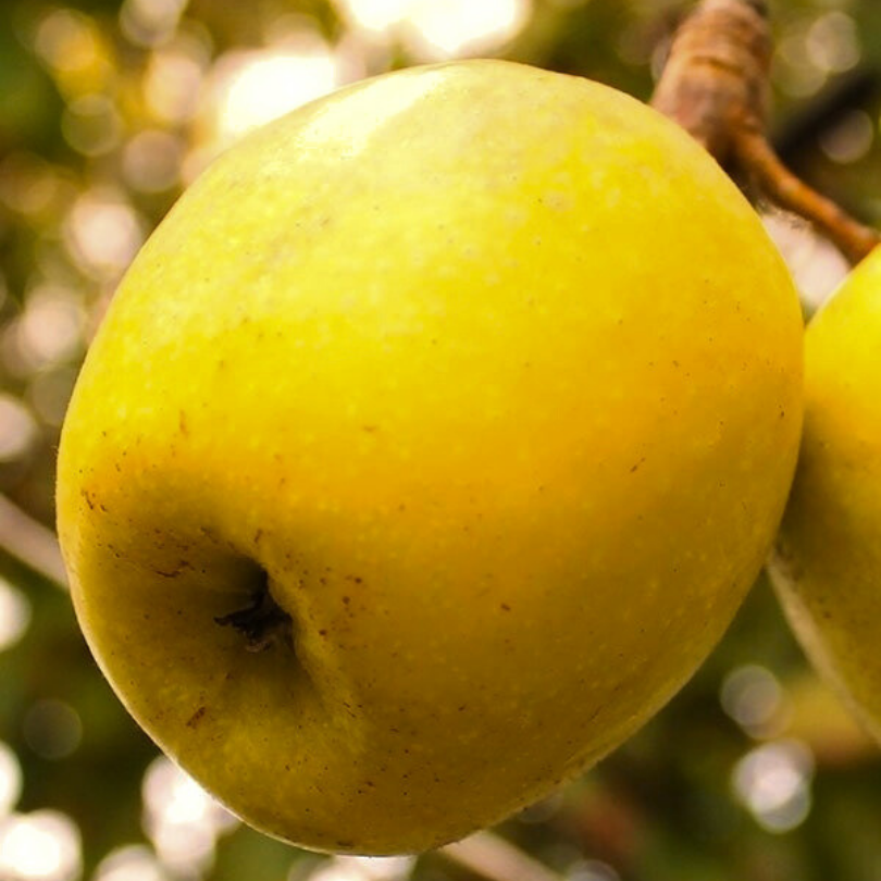 Mar Limoncella, Malus Domestica