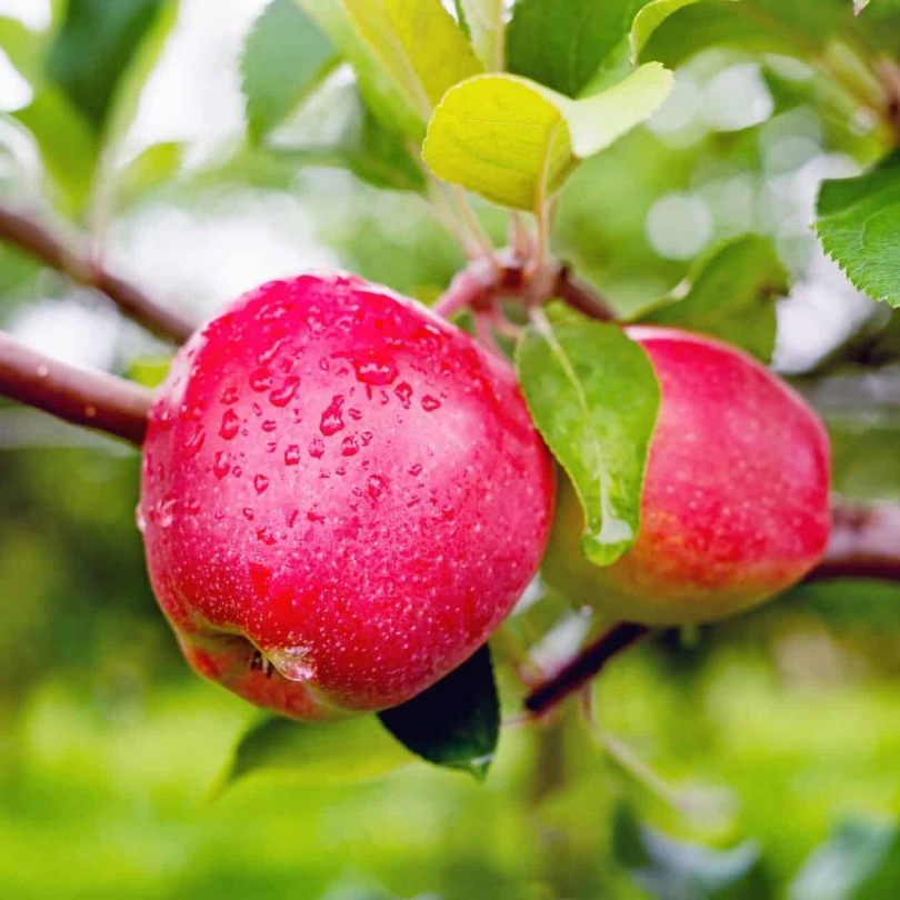 Mar Rosso, Malus Domestica