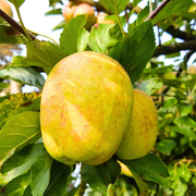 Mar Limoncella, Malus Domestica