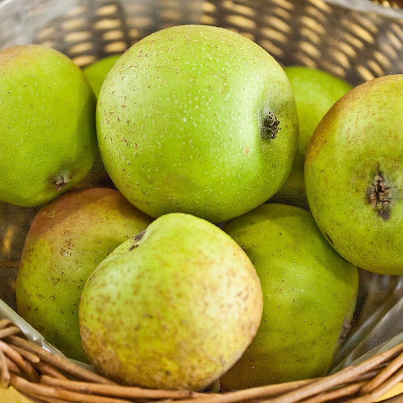 Mar Renetta Champagne, Malus Domestica