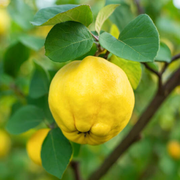 Gutui, Cydonia Oblonga