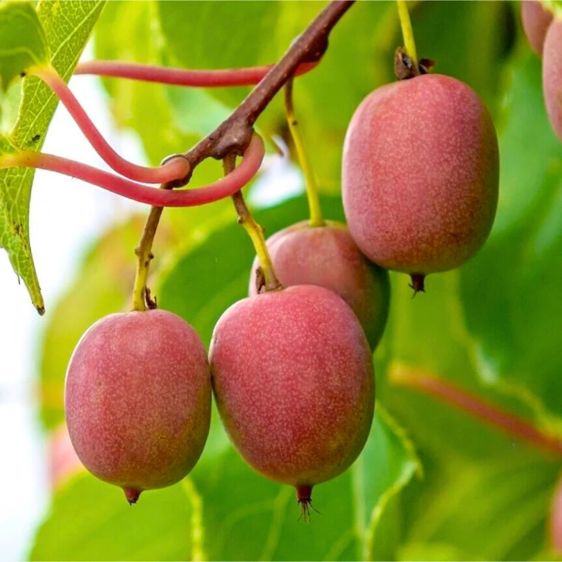 Mini-Kiwi Weiki, Actinidia Arguta, mascul