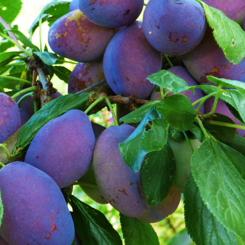 Prun Stanley, Prunus Domestica