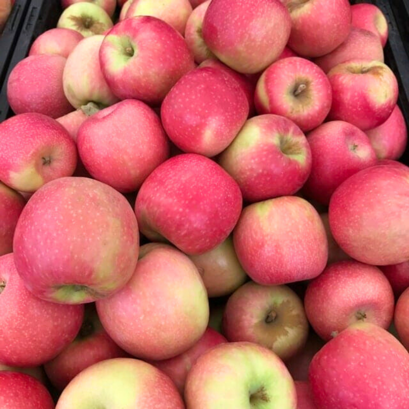 Mar Pink Lady, Malus Domestica