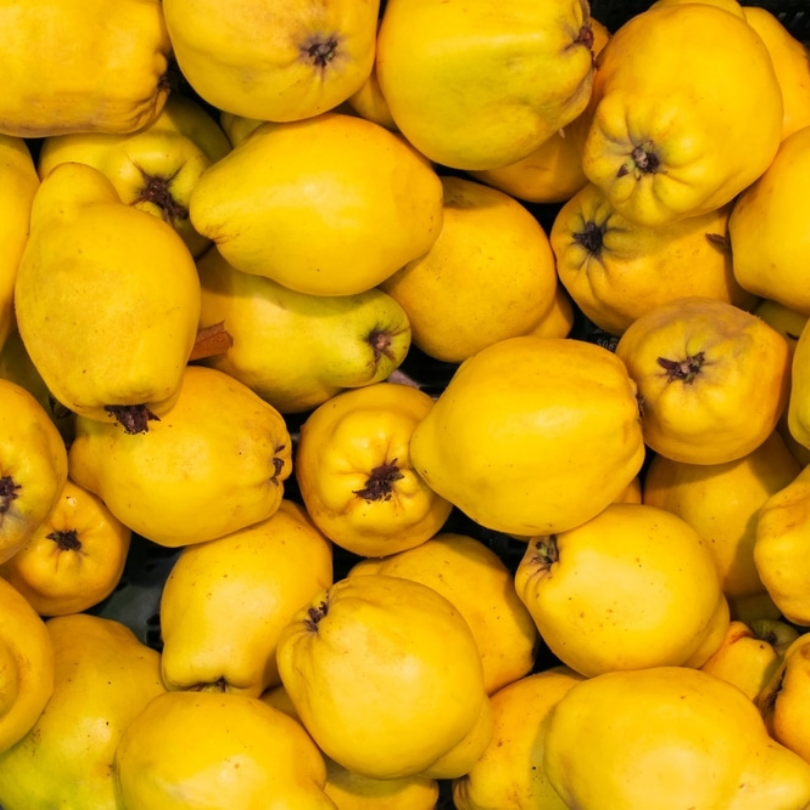 Gutui, Cydonia Oblonga