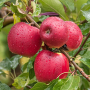 Mar Jonathan, Malus Domestica