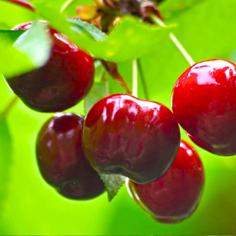 Visin Groniasta z Ujfehertoi, Prunus Cerasus