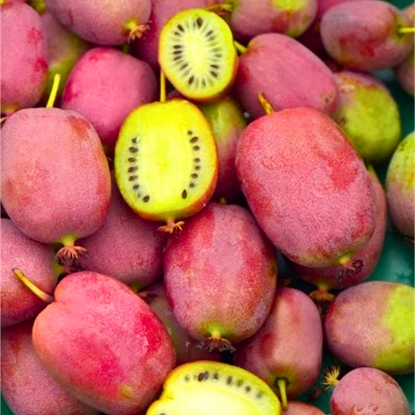 Mini-Kiwi Weiki, Actinidia Arguta, mascul