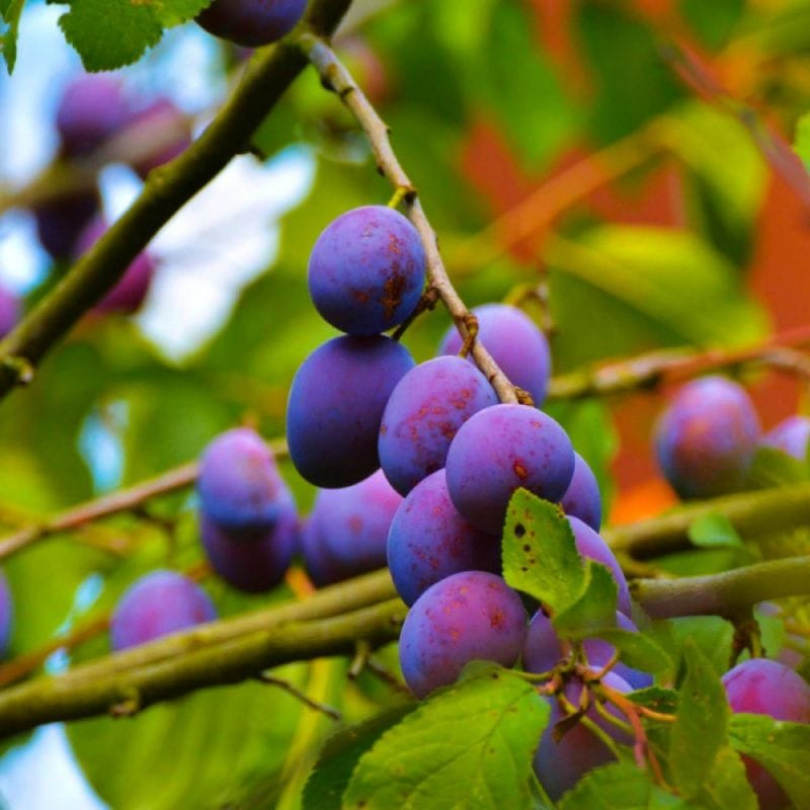 Prun Stanley, Prunus Domestica