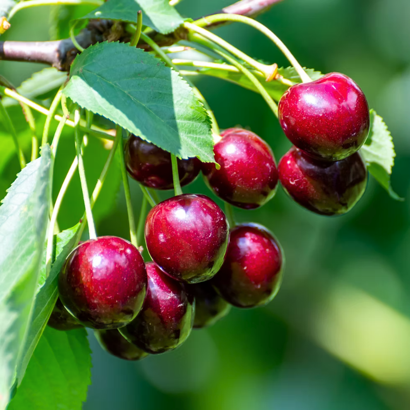 Cires Grossa di Pistoia, Prunus Avium