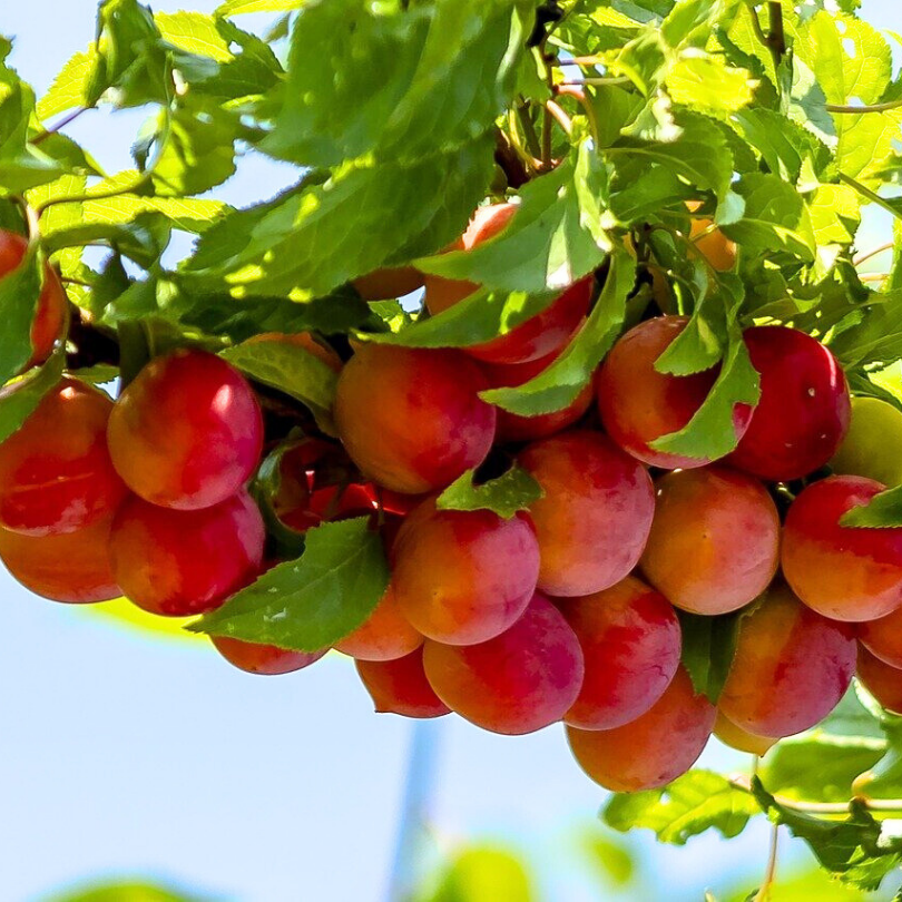 Prun Sorriso Primavera, Prunus Domestica