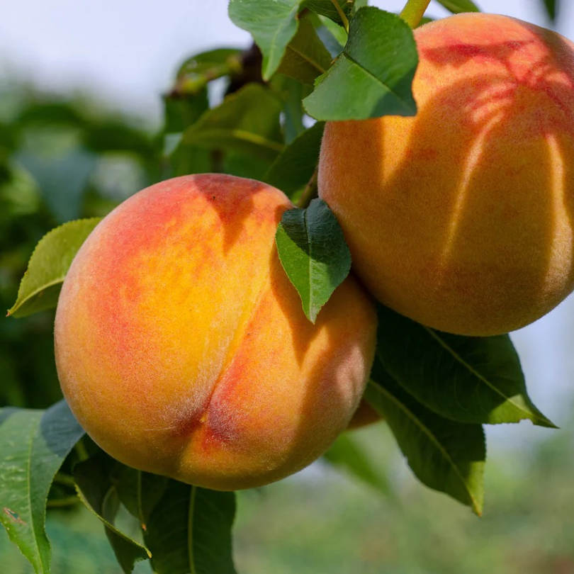 Piersic Cresthaven, Prunus Persica