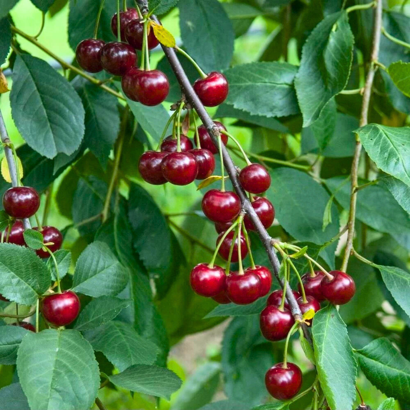 Visin Amareana, Prunus Cerasus