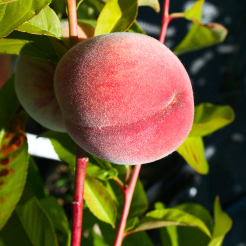 Piersic Velvet, Prunus Persica