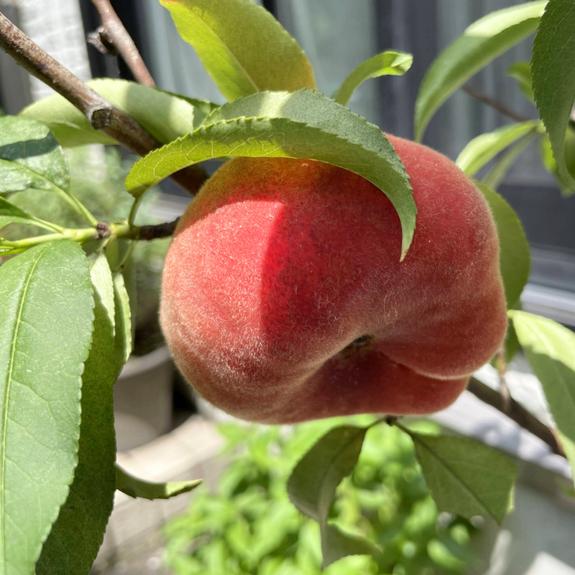 Piersic Piatta Gialla, Prunus Persica