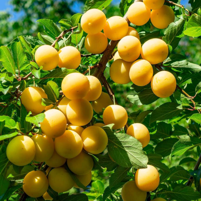 Prun Shiro, Prunus Domestica