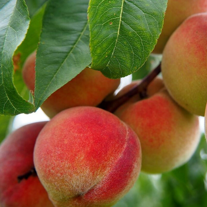 Piersic Vellutata di Hollywood, Prunus Persica