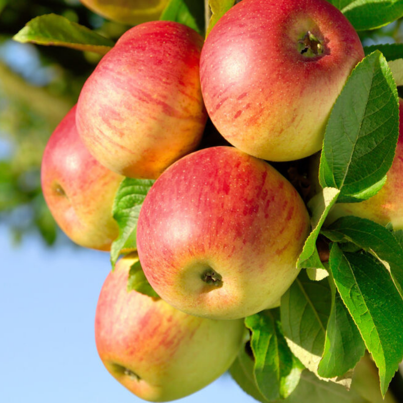Mar Campanino, Malus Domestica