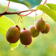 Kiwi Arguta Ananasnaya, Actinidia Chinensis, femela