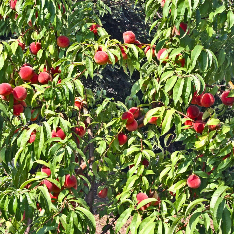 Piersic Vellutata di Hollywood, Prunus Persica