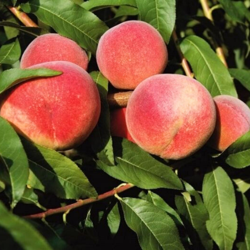 Piersic Maddalena, Prunus Persica