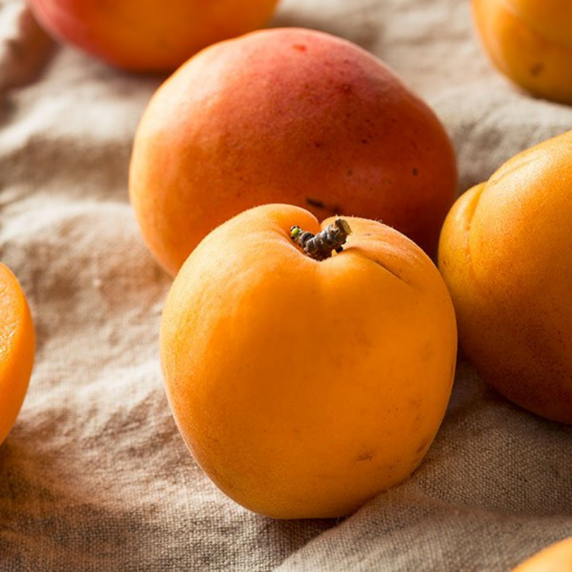 Cais Pisana, Prunus Armeniaca