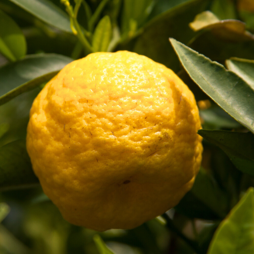 Lamai Pursha, Citrus Lemon