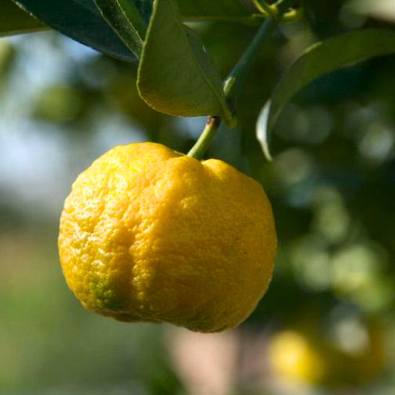 Lamai Pursha, Citrus Lemon