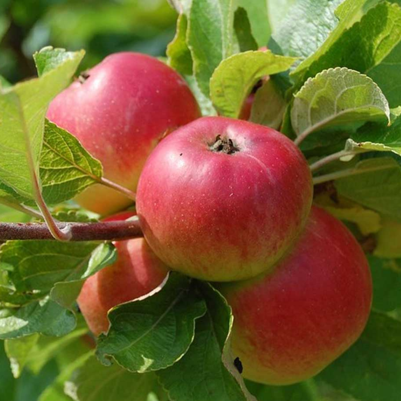 Mar Campanino, Malus Domestica