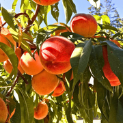 Piersic Red Top, Prunus Persica