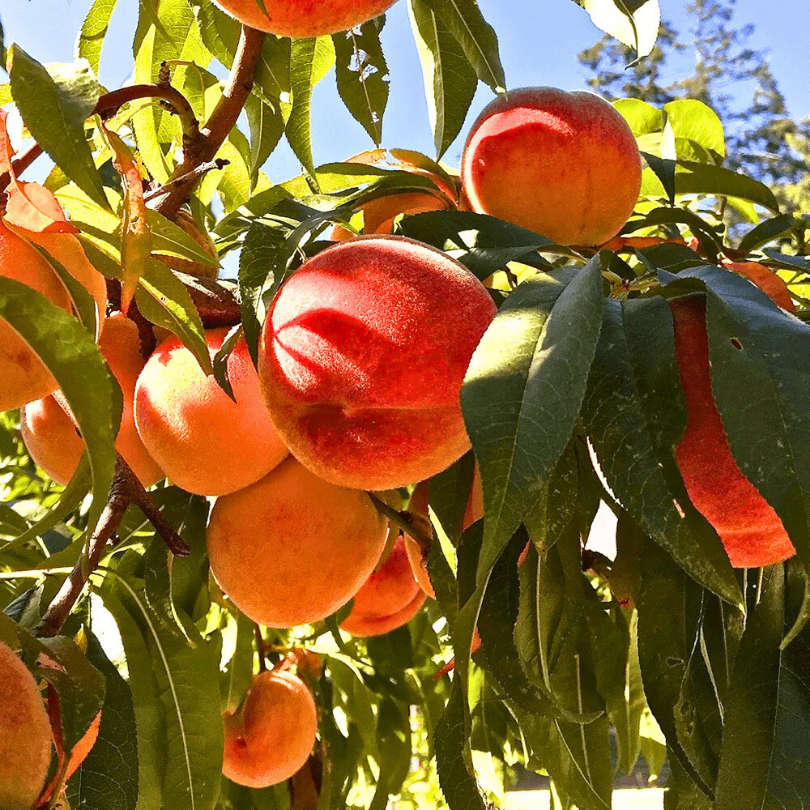 Piersic Red Top, Prunus Persica