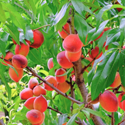 Piersic Rakoniewicka, Prunus Persica