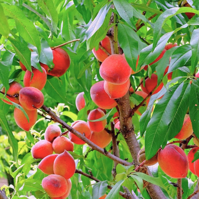 Piersic Rakoniewicka, Prunus Persica