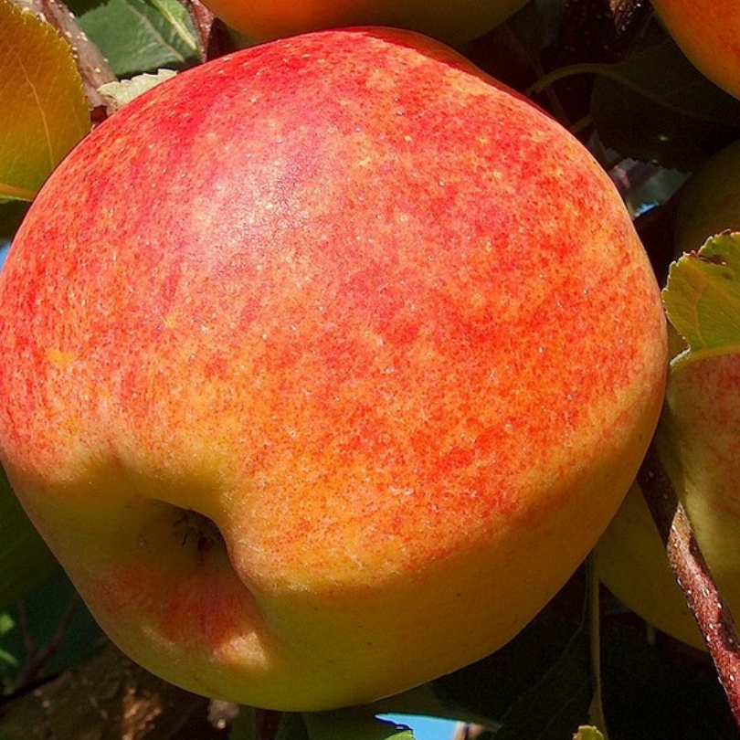 Mar Champion, Malus Domestica