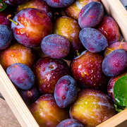 Prun Regina Claudia Viola, Prunus Domestica