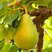 Par Spadona, Pyrus Communis