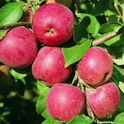 Mar Fantazja, Malus Domestica