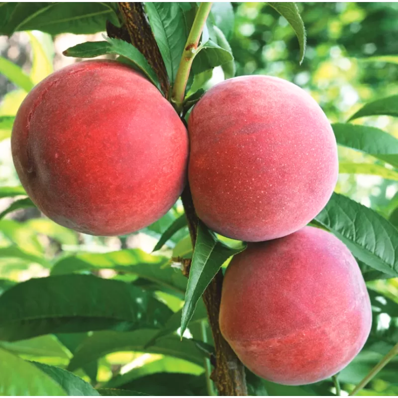 Piersic Rakoniewicka, Prunus Persica