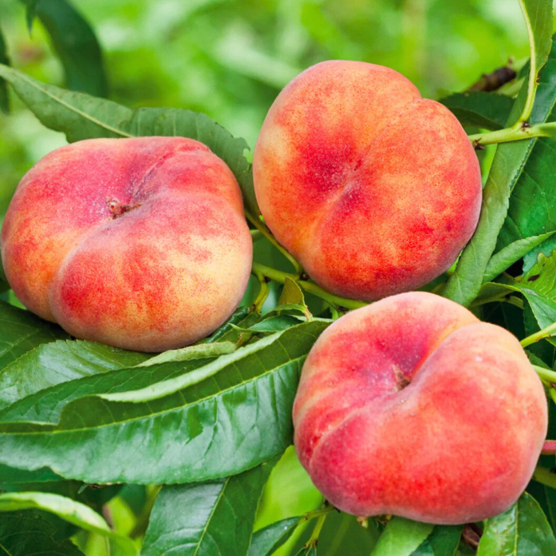 Piersic Plat Saturn, Prunus Persica