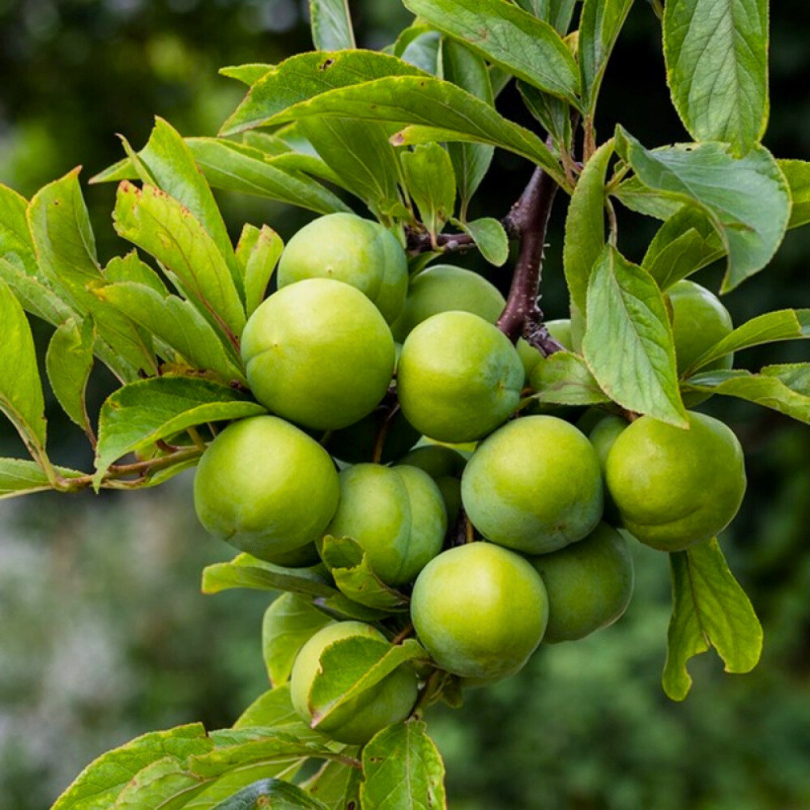 Prun Regina Claudia Verde, Prunus Domestica