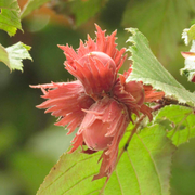 Alun de Padure Rosu, Corylus Avellana Maxima Purpurea