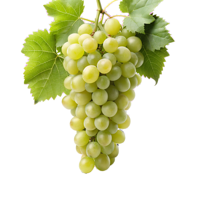 Vita de Vie Regina Pergolona, Vitis Vinifera, pentru masa, alb