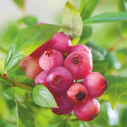 Afin Pink Blueberry, Vaccinium Corymbosum