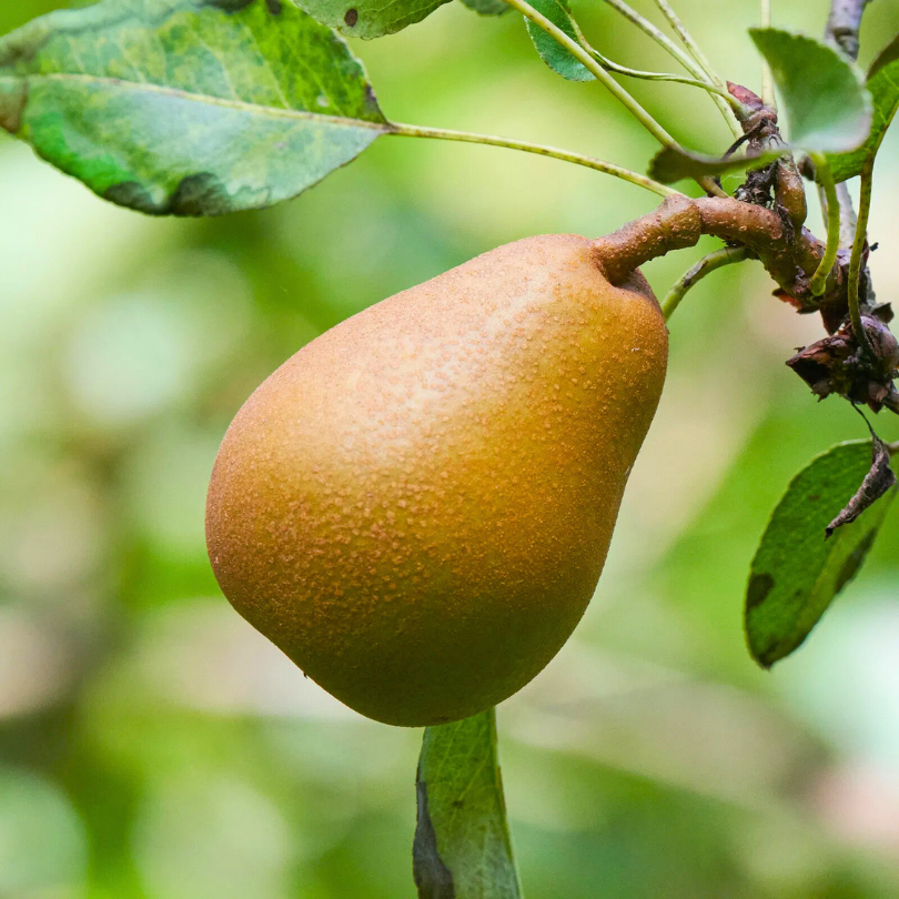 Par General Leclerc, Pyrus Communis