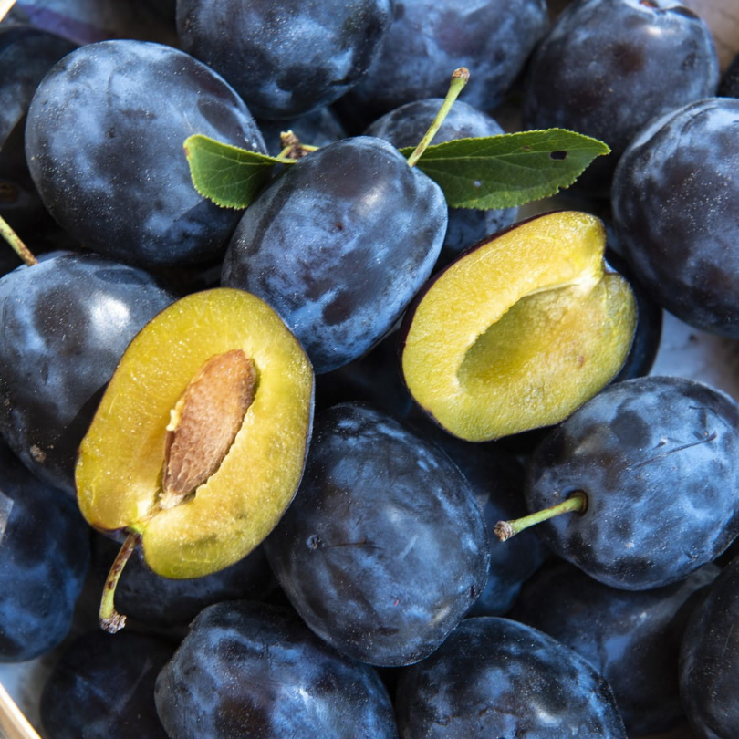 Prun Wiegierka Zwykla, Prunus Domestica