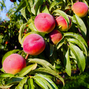 Piersic O Henry, Prunus Persica