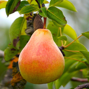 Par Coscia, Pyrus Communis