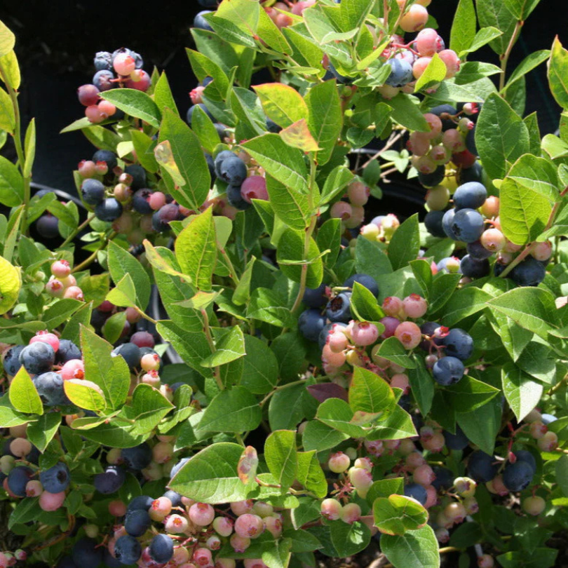 Afin Brigitta Blue, Vaccinium Corymbosum Brigitta Blue